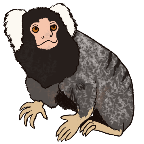 A drawing of a common marmoset monkey.